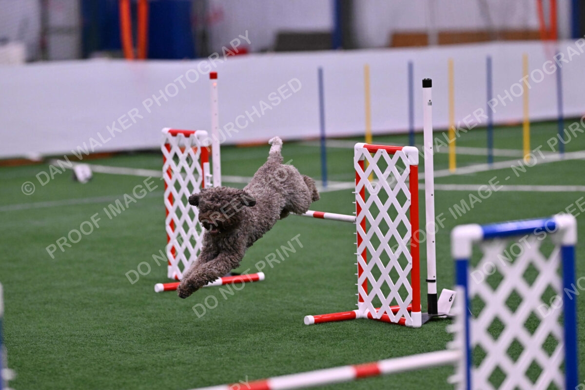 BuZzy-Deborah-Kaufman-08758