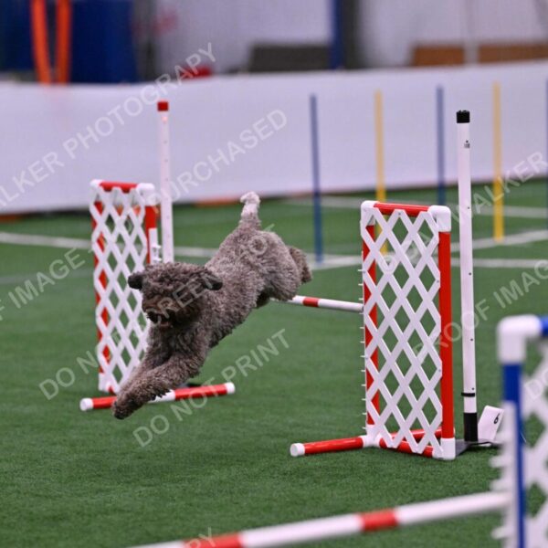 BuZzy-Deborah-Kaufman-08758