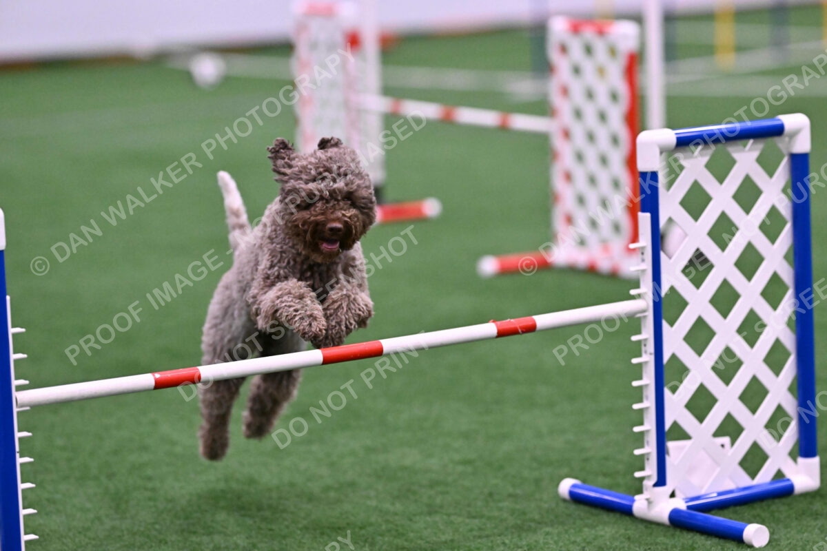 BuZzy-Deborah-Kaufman-08765