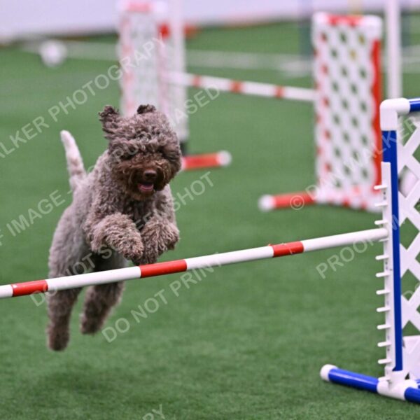 BuZzy-Deborah-Kaufman-08765