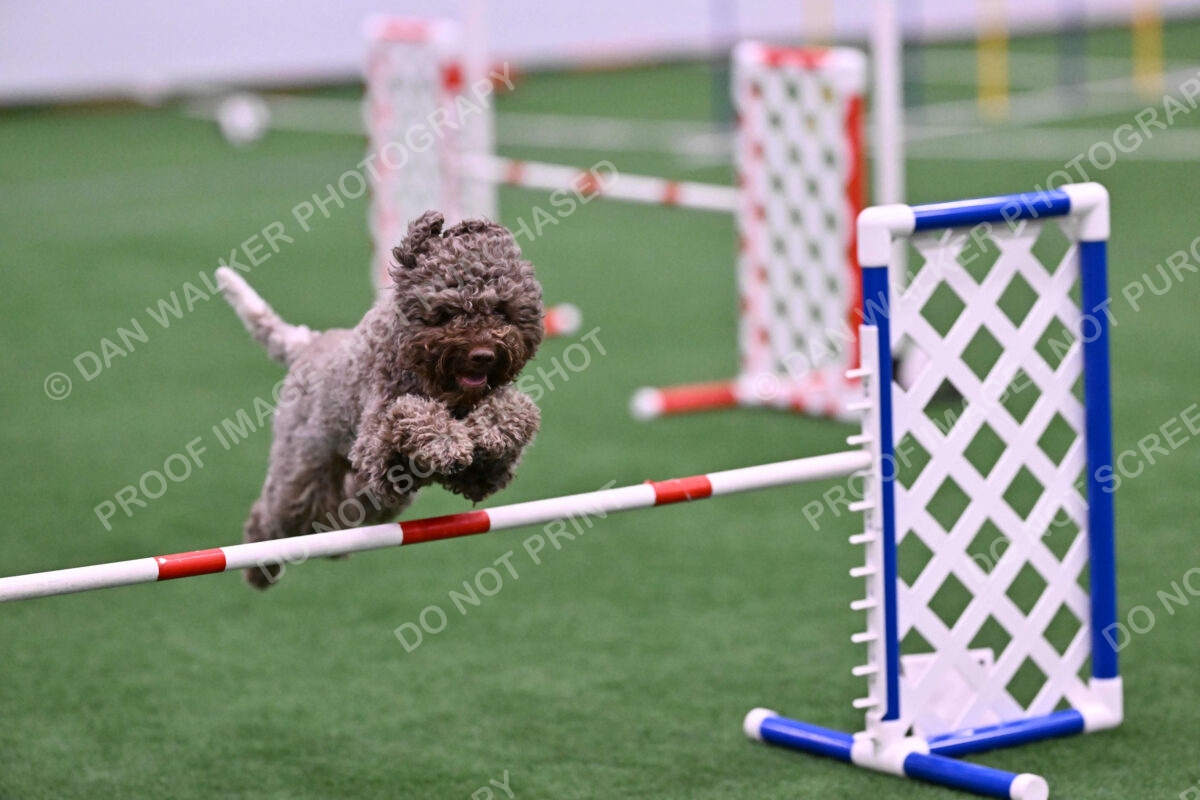 BuZzy-Deborah-Kaufman-08766