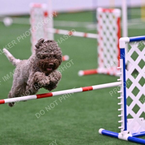 BuZzy-Deborah-Kaufman-08766