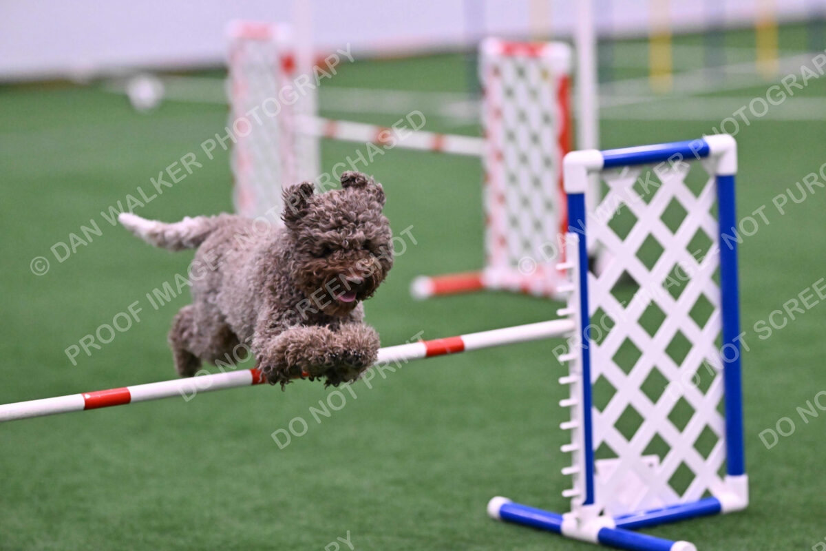 BuZzy-Deborah-Kaufman-08767