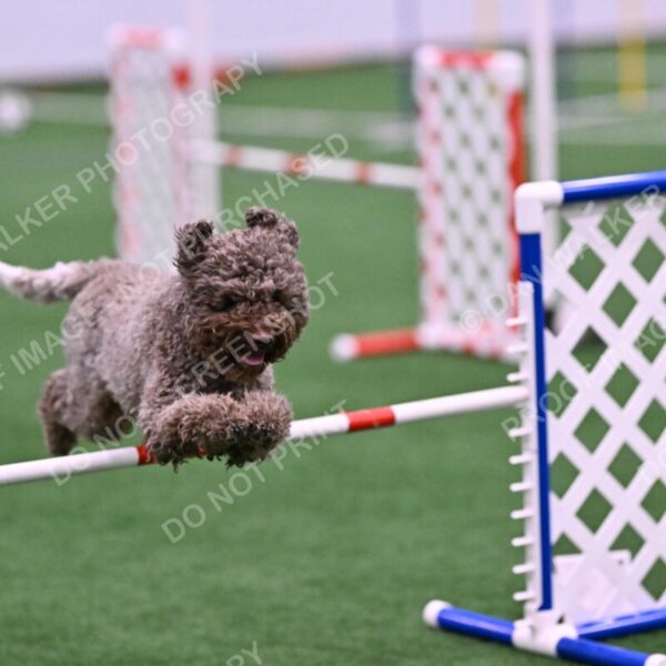 BuZzy-Deborah-Kaufman-08767