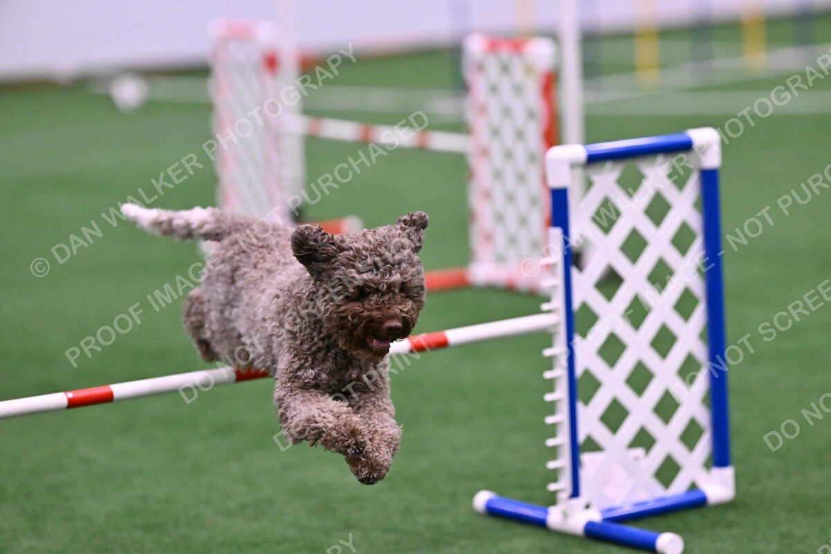 BuZzy-Deborah-Kaufman-08768