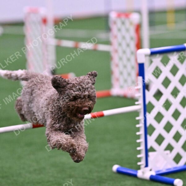 BuZzy-Deborah-Kaufman-08768