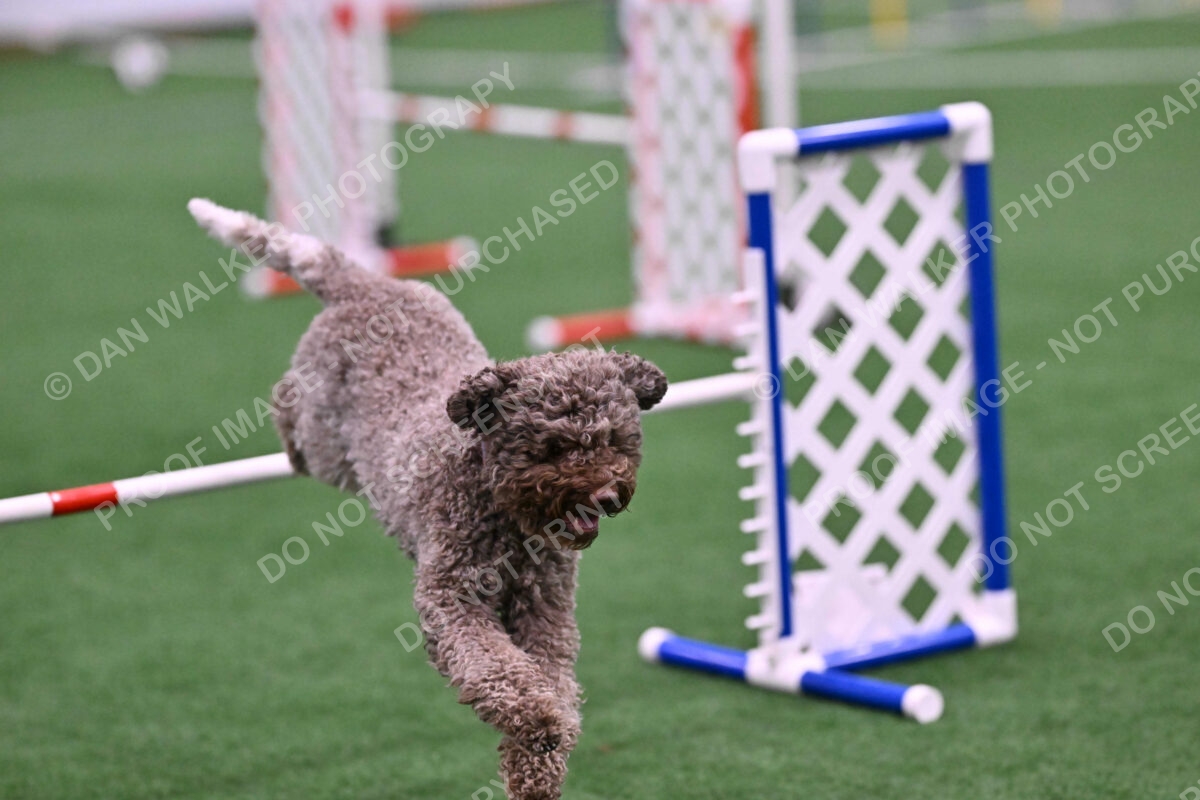 BuZzy-Deborah-Kaufman-08769