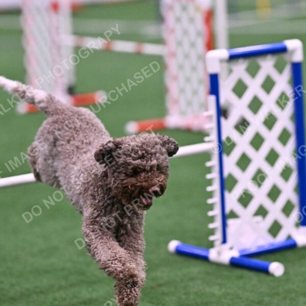 BuZzy-Deborah-Kaufman-08769