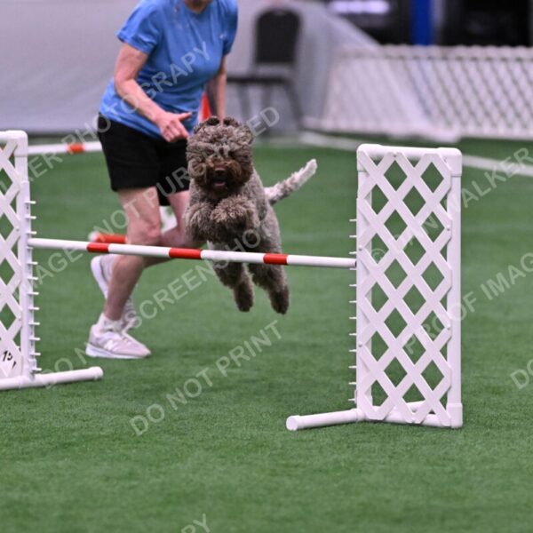 BuZzy-Deborah-Kaufman-08777