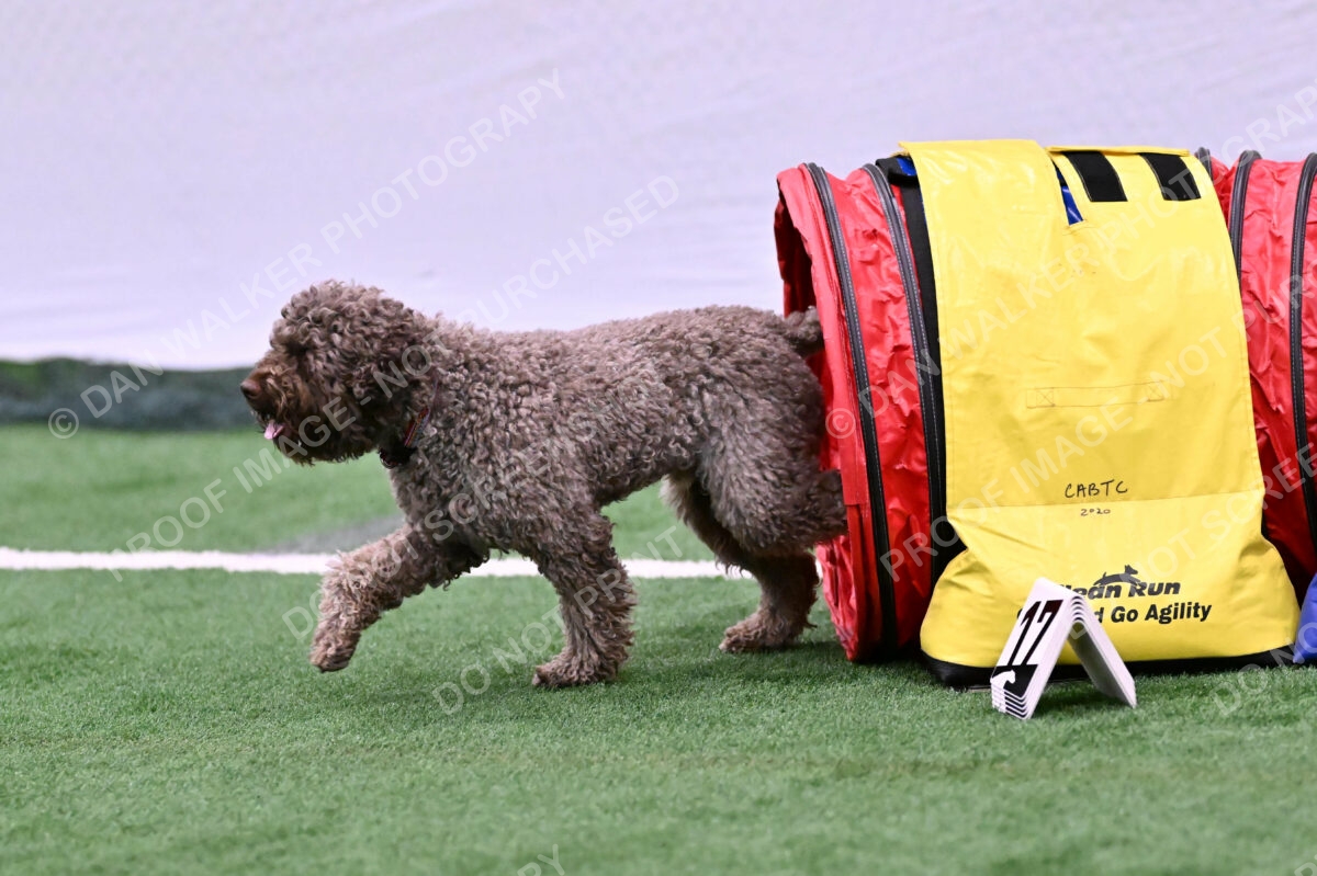 BuZzy-Deborah-Kaufman-08780