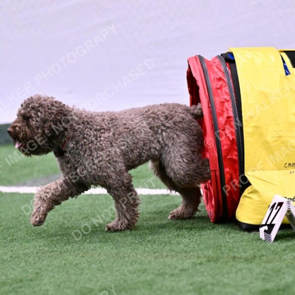 BuZzy-Deborah-Kaufman-08780