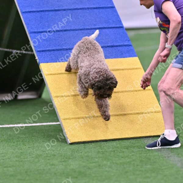 BuZzy-Deborah-Kaufman-08792