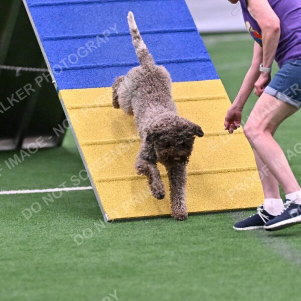 BuZzy-Deborah-Kaufman-08793