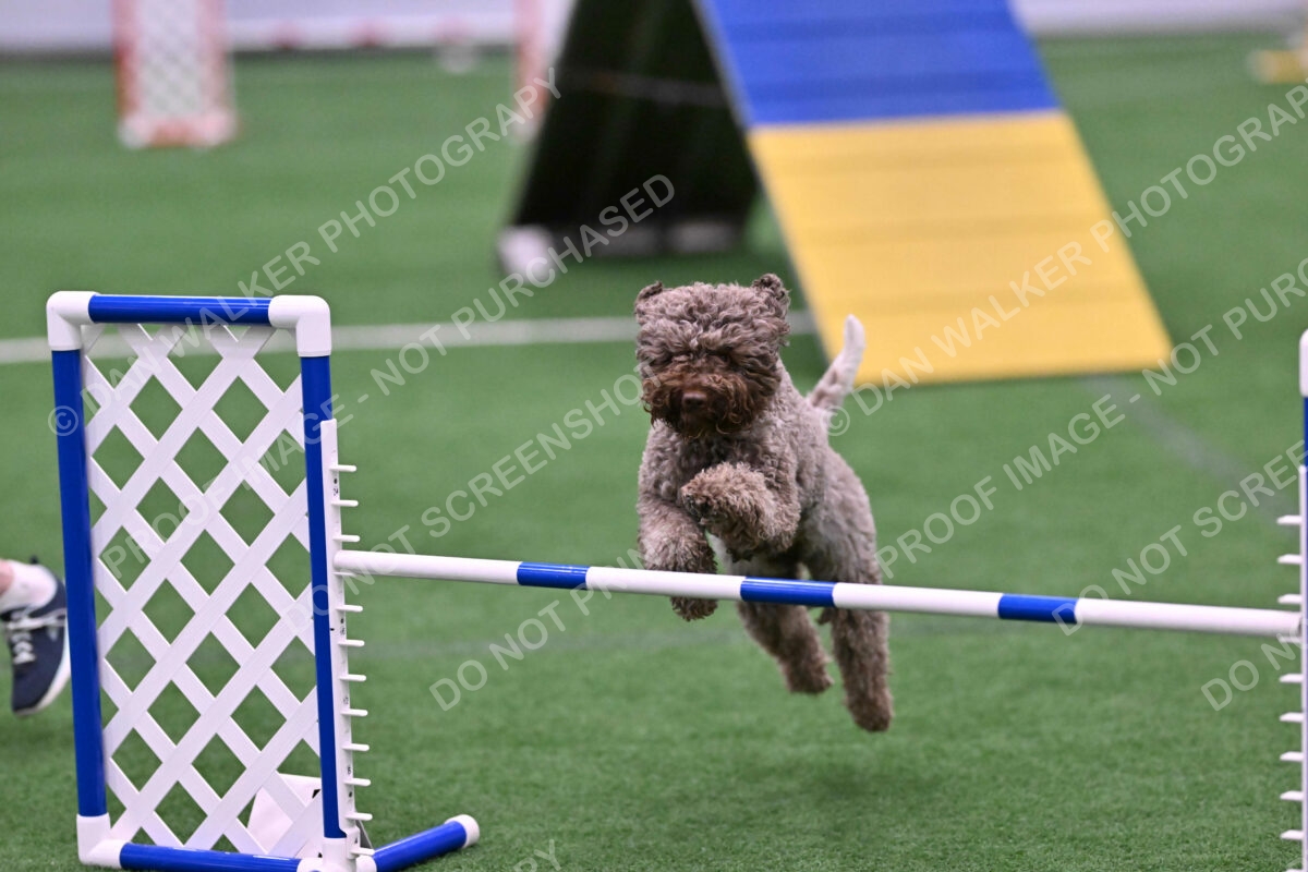 BuZzy-Deborah-Kaufman-08798