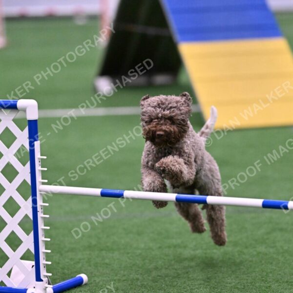 BuZzy-Deborah-Kaufman-08798