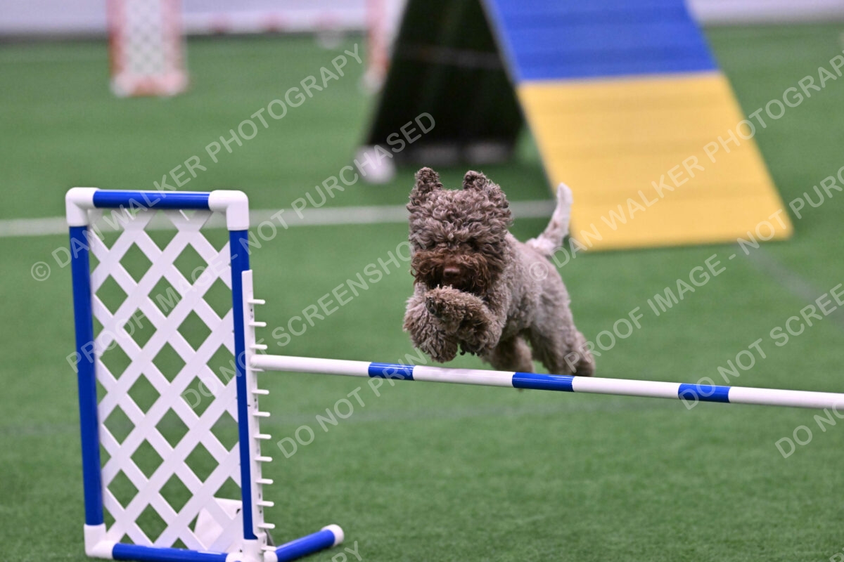 BuZzy-Deborah-Kaufman-08799