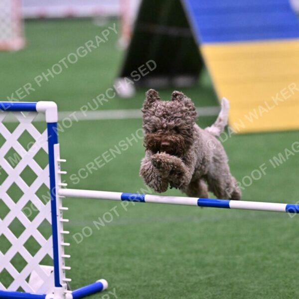 BuZzy-Deborah-Kaufman-08799