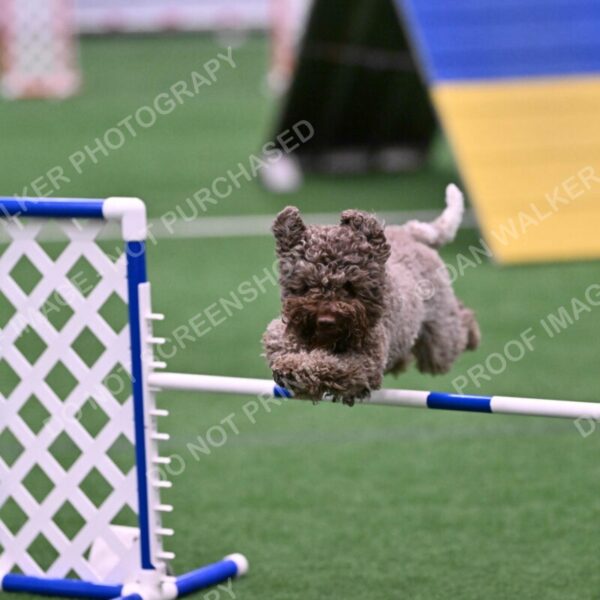 BuZzy-Deborah-Kaufman-08800