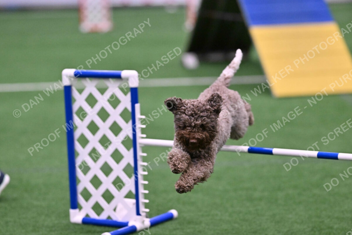 BuZzy-Deborah-Kaufman-08801