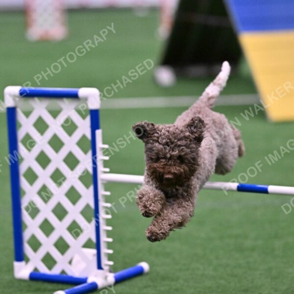 BuZzy-Deborah-Kaufman-08801