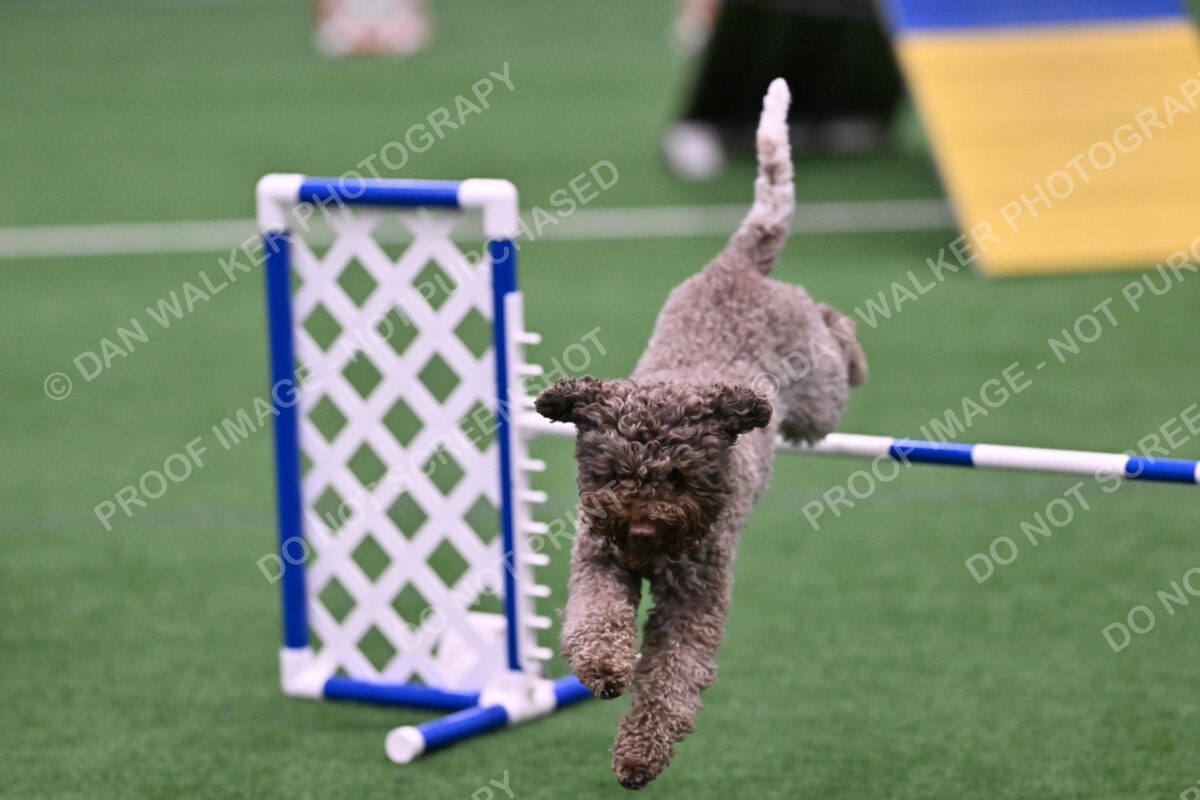 BuZzy-Deborah-Kaufman-08802