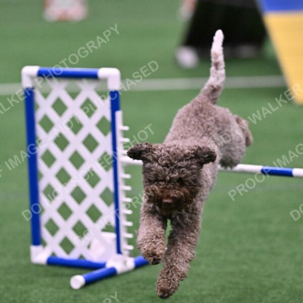 BuZzy-Deborah-Kaufman-08802