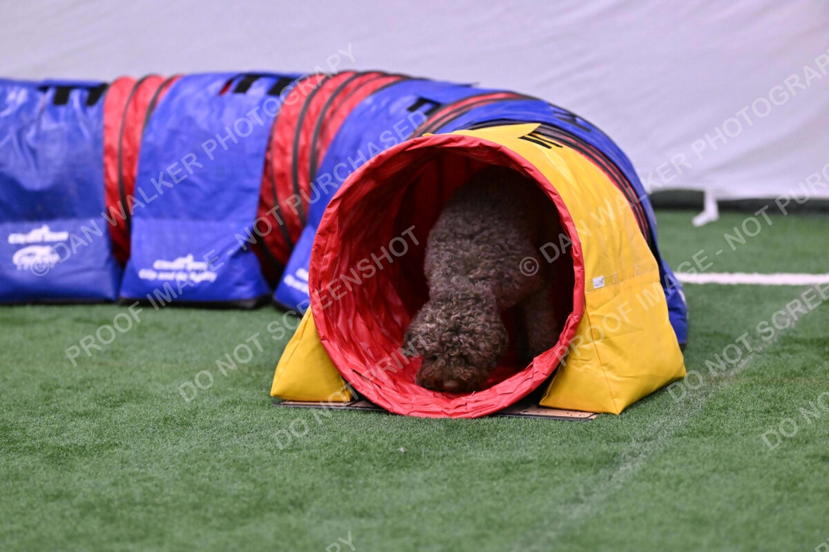 BuZzy-Deborah-Kaufman-08811