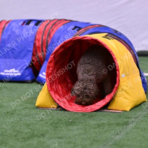 BuZzy-Deborah-Kaufman-08811