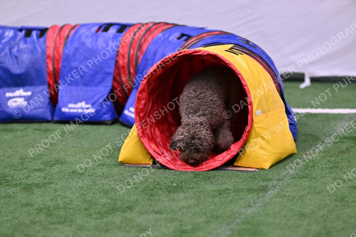 BuZzy-Deborah-Kaufman-08812