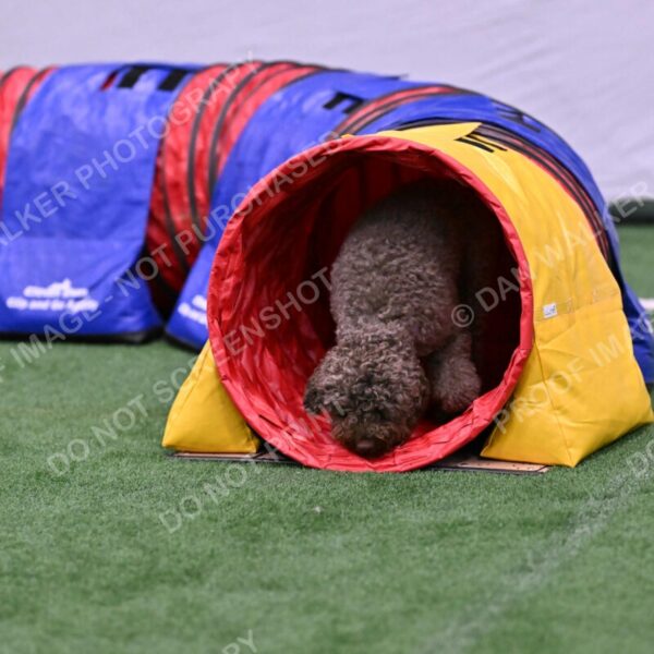 BuZzy-Deborah-Kaufman-08812