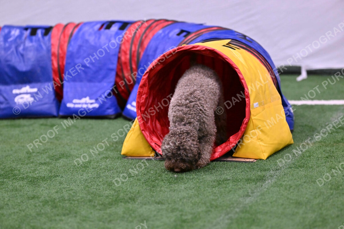 BuZzy-Deborah-Kaufman-08815