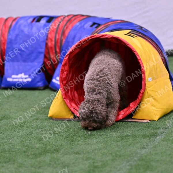 BuZzy-Deborah-Kaufman-08815