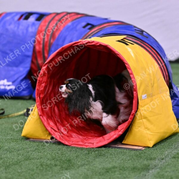 Cami-Rebecca-Schrader-10016