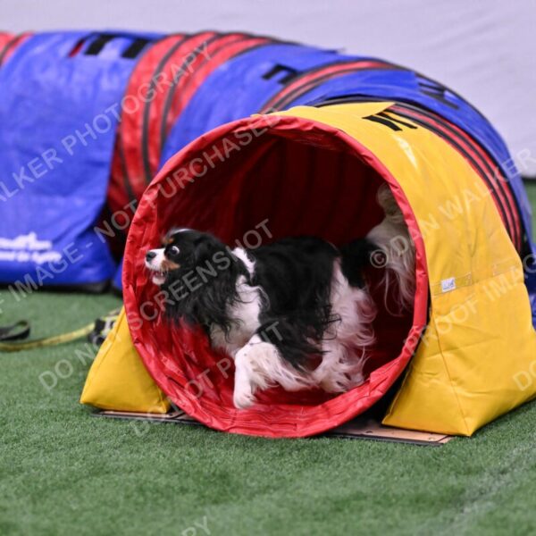 Cami-Rebecca-Schrader-10017