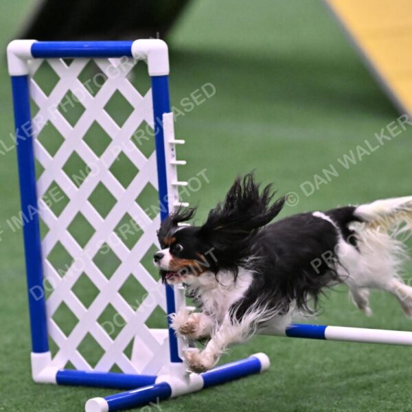 Cami-Rebecca-Schrader-10031