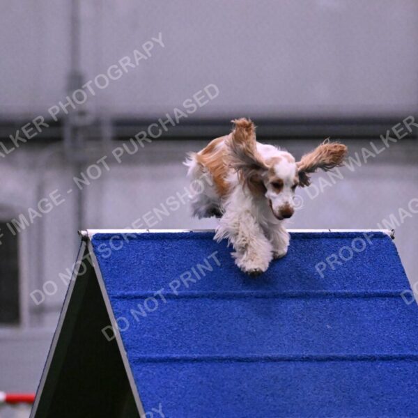 Cara-Colleen-Crowe-00324