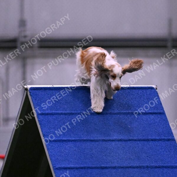 Cara-Colleen-Crowe-00325