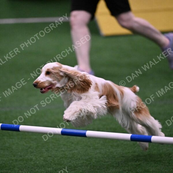 Cara-Colleen-Crowe-00329