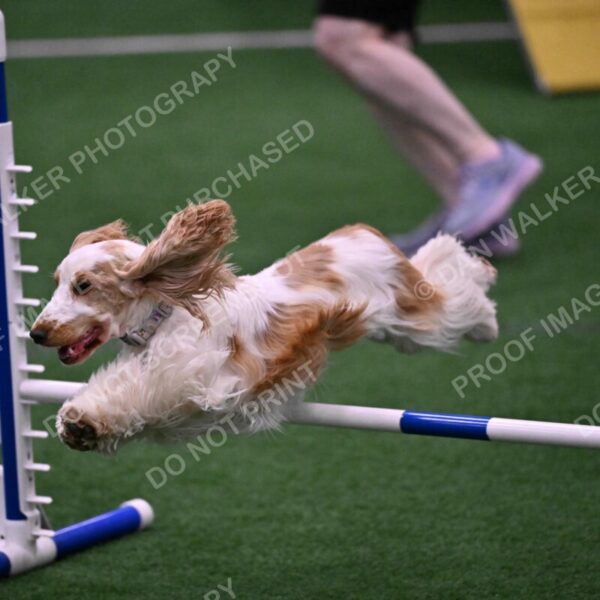 Cara-Colleen-Crowe-00331