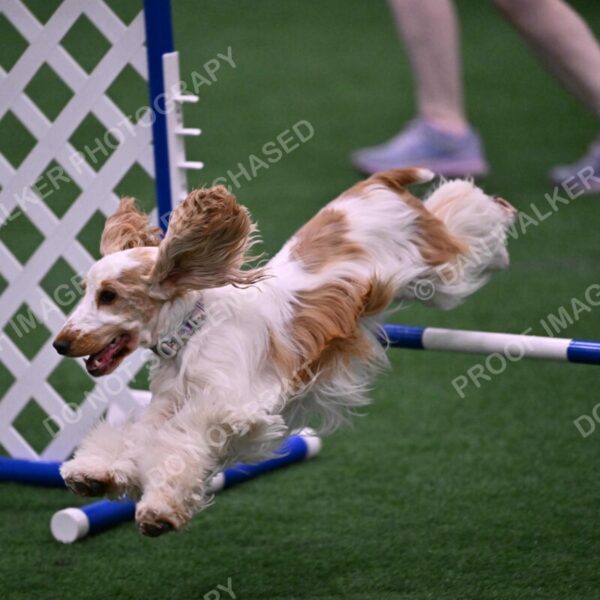 Cara-Colleen-Crowe-00332