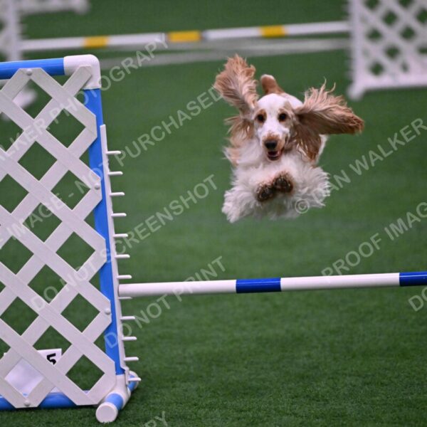 Cara-Colleen-Crowe-00349