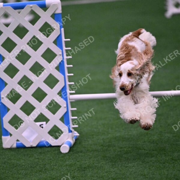 Cara-Colleen-Crowe-00351