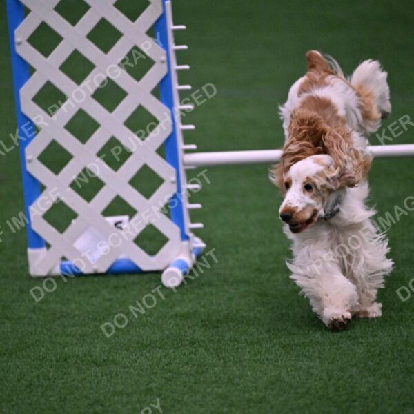 Cara-Colleen-Crowe-00352