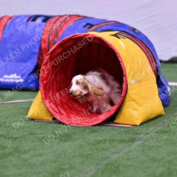 Cara-Colleen-Crowe-00357