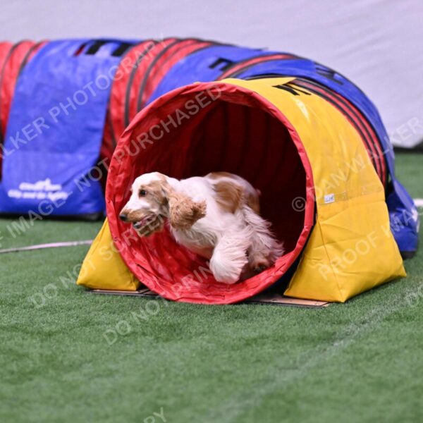 Cara-Colleen-Crowe-00358