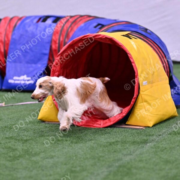 Cara-Colleen-Crowe-00359