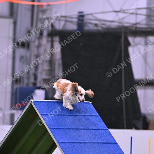 Cara-Colleen-Crowe-00361