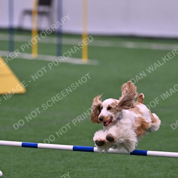 Cara-Colleen-Crowe-00371