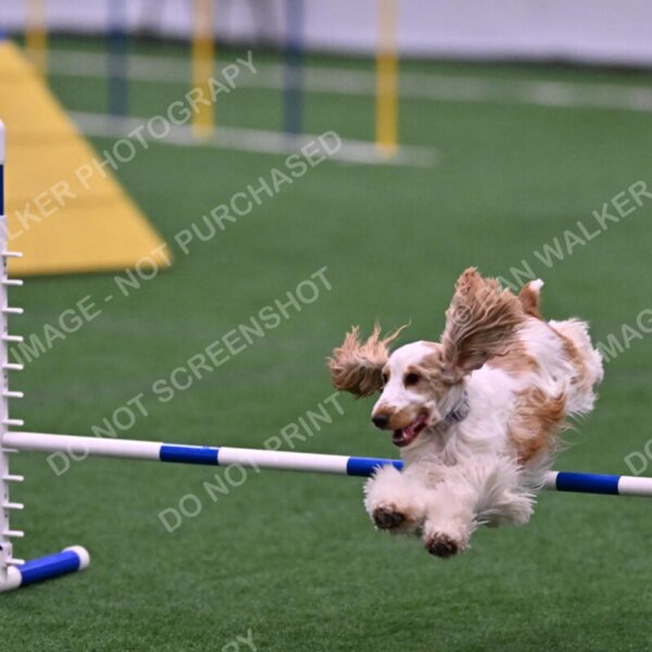 Cara-Colleen-Crowe-00372