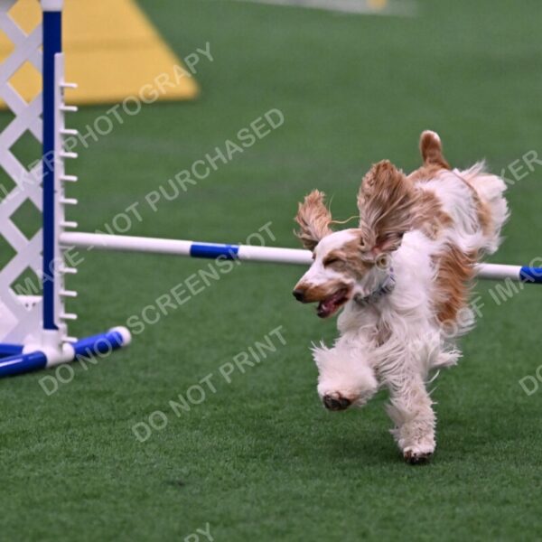 Cara-Colleen-Crowe-00373